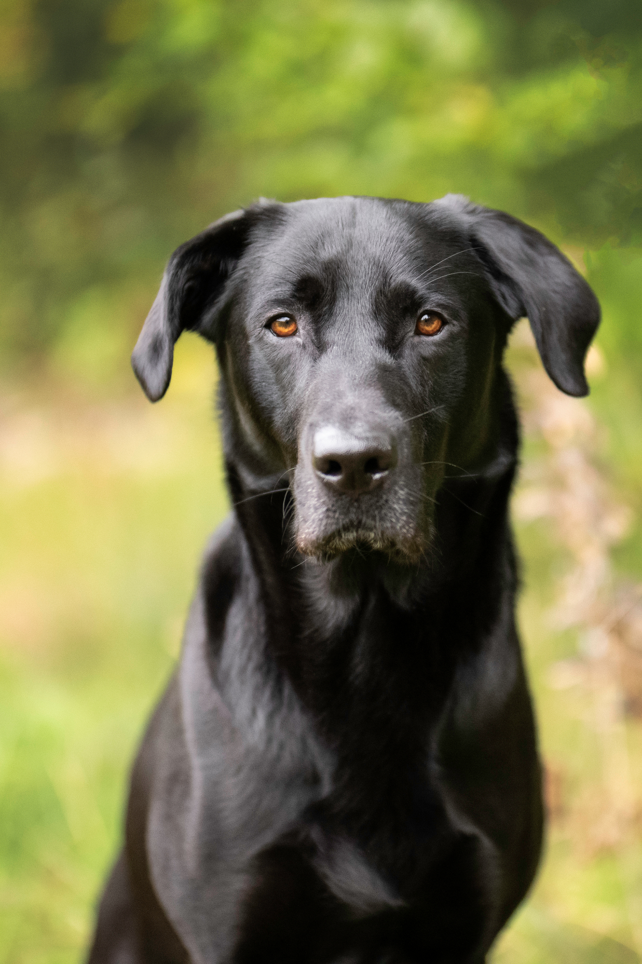 Zwarte labrador met warme oranje ogen tegen een groen bos