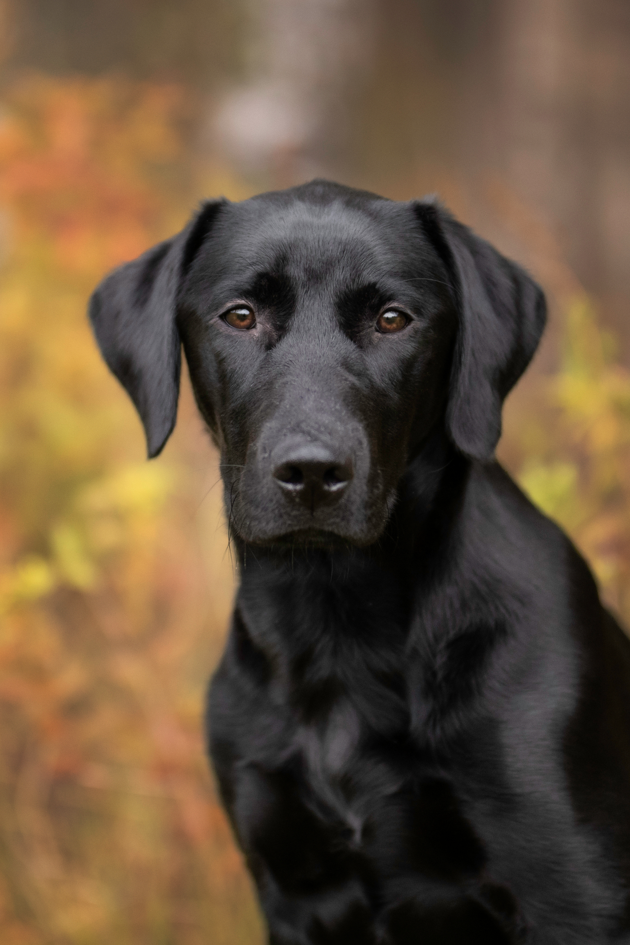 Zwarte hond zit in een herfstbos tussen oranje bladeren
