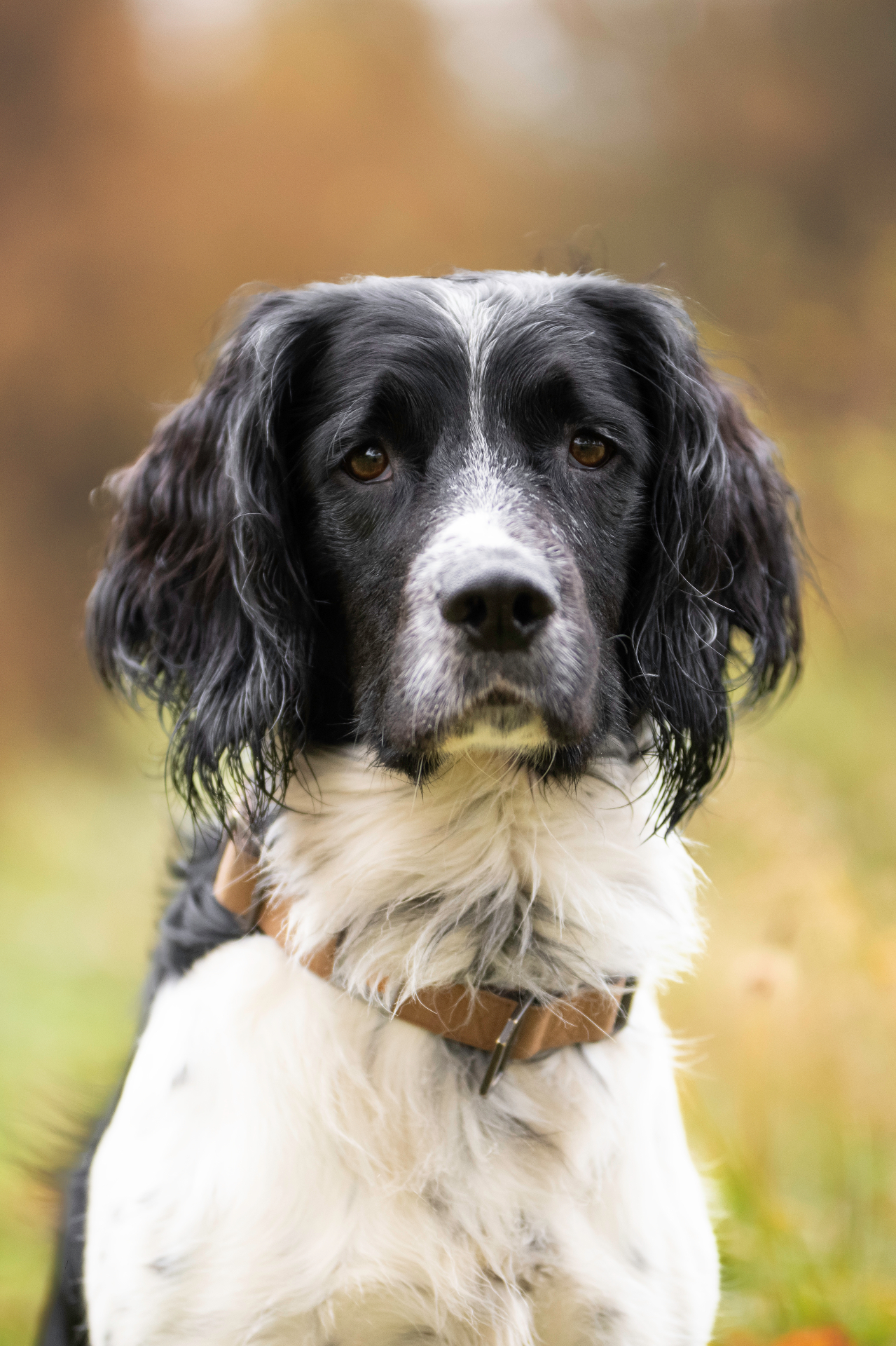 Zwart-witte Springer Spaniel met bruine halsband in zacht daglicht